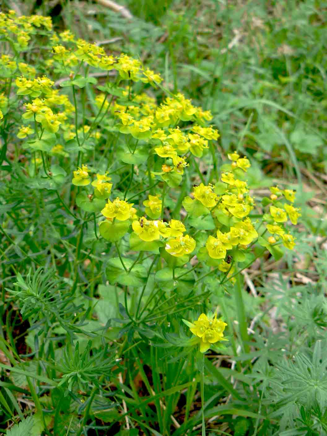 Euphorbia cyparissias (Euphorbiaceae)